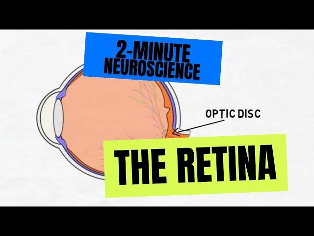 2-Minute Neuroscience: The Retina