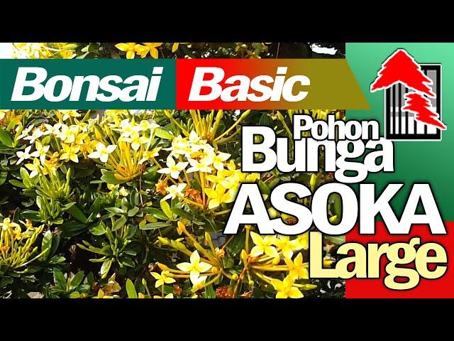 BASIC PRINCIPLES of MAKING a BONSAI TREE of Ixora Coccinea Plants by Tedy Boy