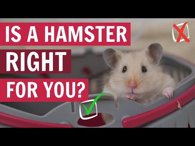 Watch THIS before getting a Hamster 