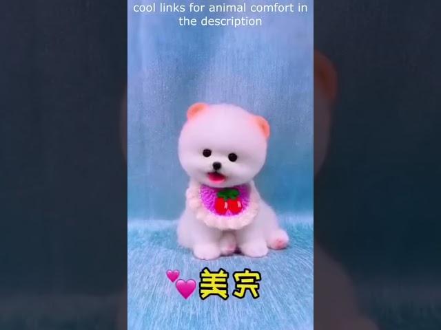 Top  Funny animals videos - Try Not To Laugh  - 80 #Shorts