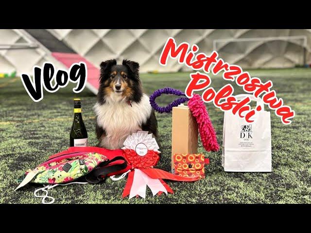 VLOG: MAISIE II VICE MISTRZEM POLSKI AGILITY! - CZY RIZZ WOLI INNE PSY ODE MNIE? :( | PAULINA I PSY