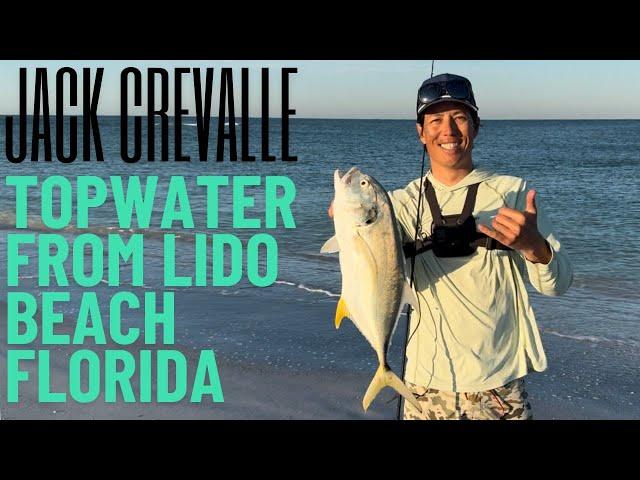 Topwater Jack Crevalle from Lido Beach Florida!