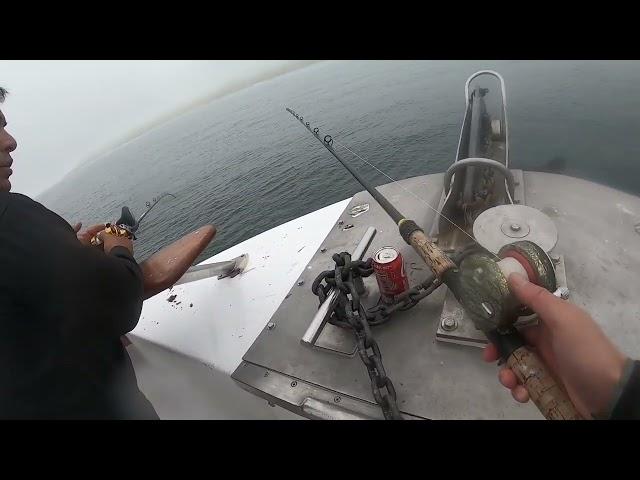 Mirage Halibut and Rockfish 6-6-2024