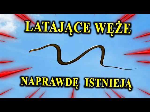 Jak Fruwają Węże? - WĘŻOLOTY - Radosna Twórczość Matki Natury