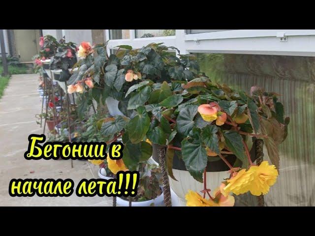 Красотки уже радуют цветением!!!
