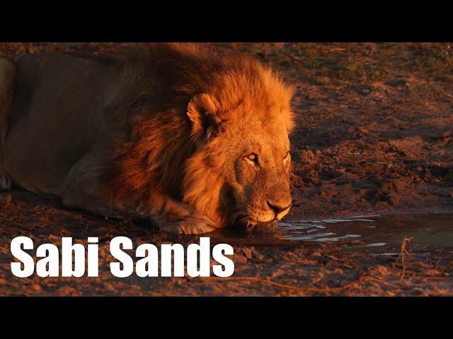 Exploring Sabi Sands Game Reserve