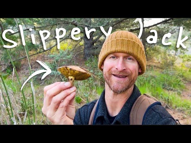 Mushroom I.D. for Beginners: Slippery Jack Catch & Cook