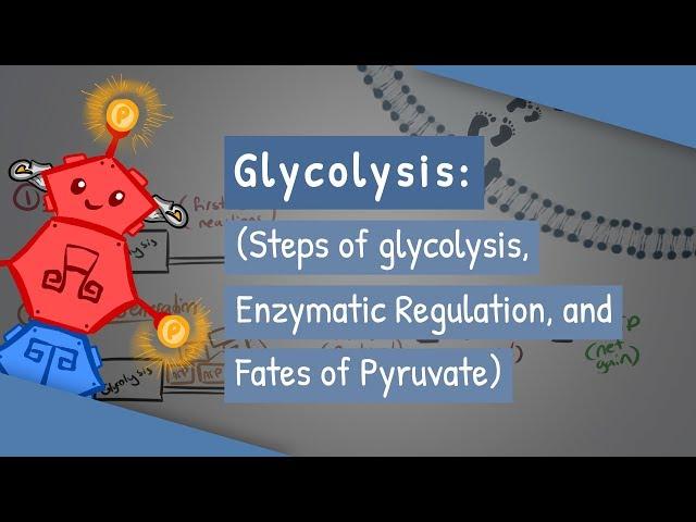 Glycolysis (Steps of glycolysis, Enzymatic Regulation, and Fates of Pyruvate)