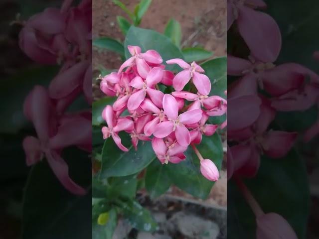 #Shorts. Pintu. Surprise Gift  Those who Love Nature 