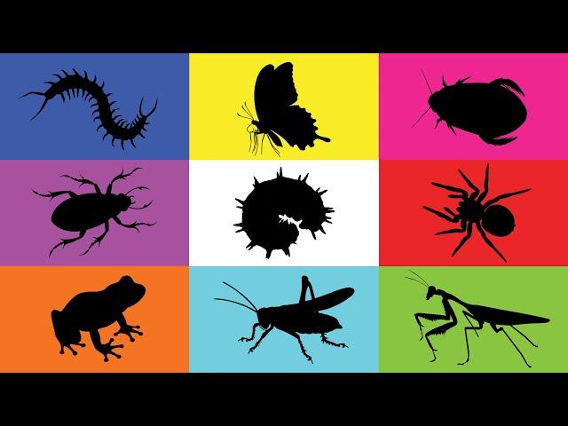 Insect: Grasshopper, Caterpillar, Butterfly, Mantis, Cockroach, Beetle, Centipede, Frog, Tarantula