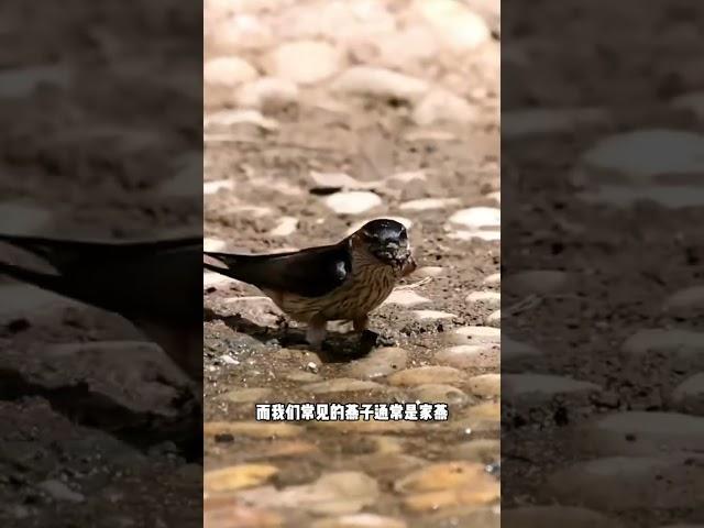 能食用的燕窝，其实是金丝燕产出的 #燕窝 #科普 #有趣 #燕子#全球看点