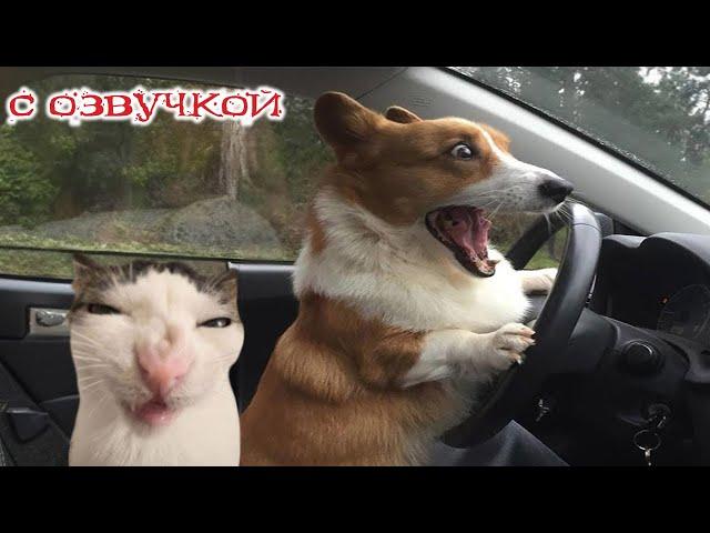 Funny animals! Funniest Cats and Dogs - 92