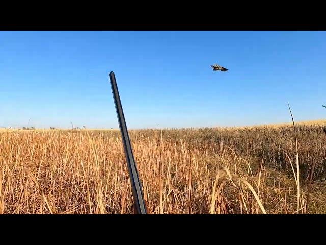 2022 North Dakota Pheasant hunting action with a flushing Lab, Pointing Labs and Golden Retrievers