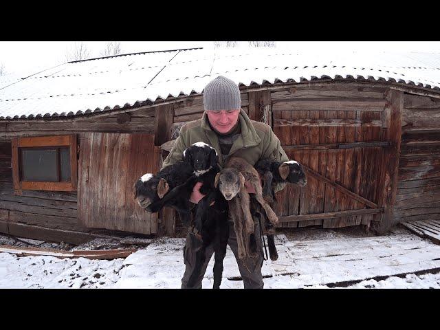 Я в ПРИЯТНОМ ШОКЕ , СКОЛЬКО ИХ СВАЛИЛОСЬ на МОЮ ГОЛОВУ! ЖИЗНЬ в ЛЕСУ. №332