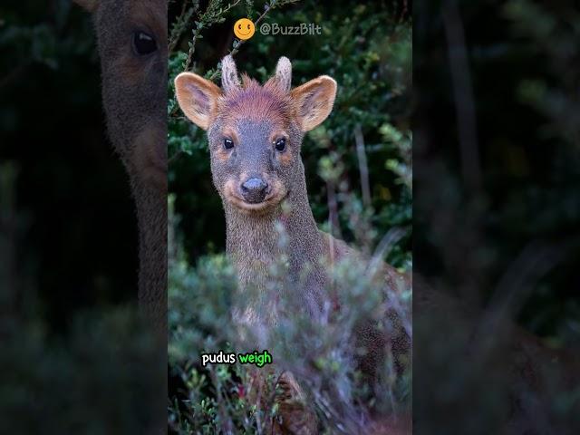 Pudu: Meet the World’s Smallest Deer!  #shorts #buzzbilt