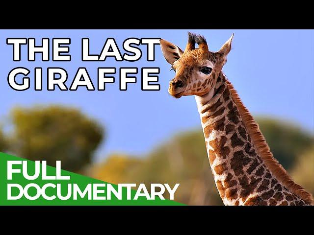 The Last Giraffe - How the World's Tallest Land Animal Became Extinct | Free Documentary Nature