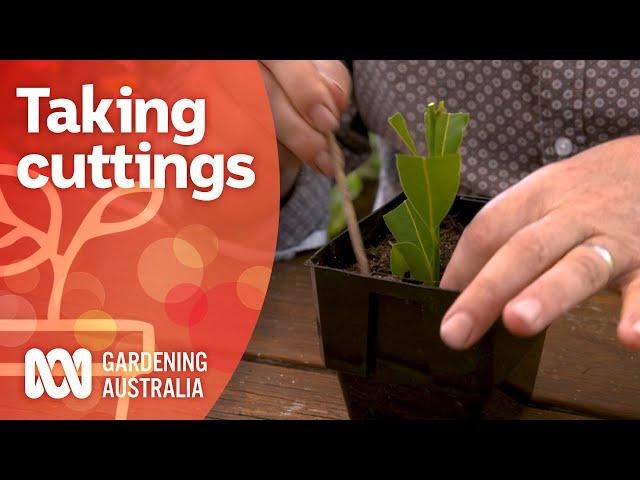 Softwood, hardwood and semi-hardwood cuttings | Gardening 101 | Gardening Australia