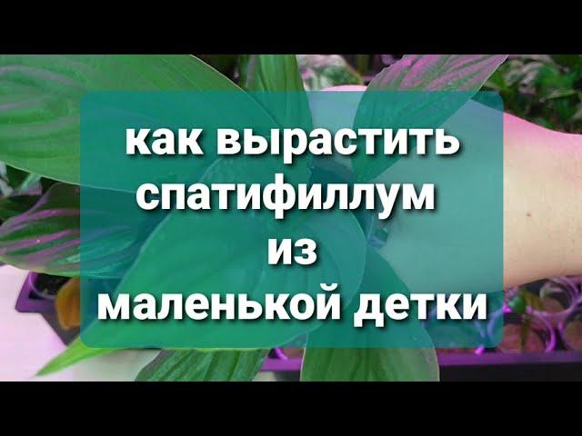 92.  как вырастить спатифиллум из маленькой детки