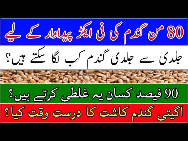 Early wheat sowing| number wheat crop| wheat production technology| گندم کی ڈھیری کاشت کب کریں؟