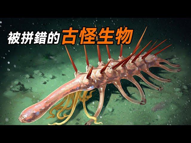 5 億年前生命體，拼錯方向的生物，「怪誕蟲」 的 100 年之謎！