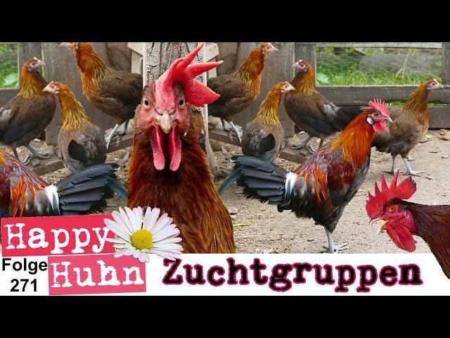 Tipps für die Hühnerzucht: Zuchtgruppen zusammenstellen, Zuchthähne auswählen, HAPPY HUHN E271