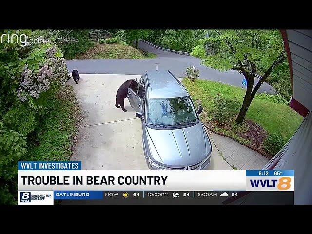 Gatlinburg residents, business owners see uptick in bear activity