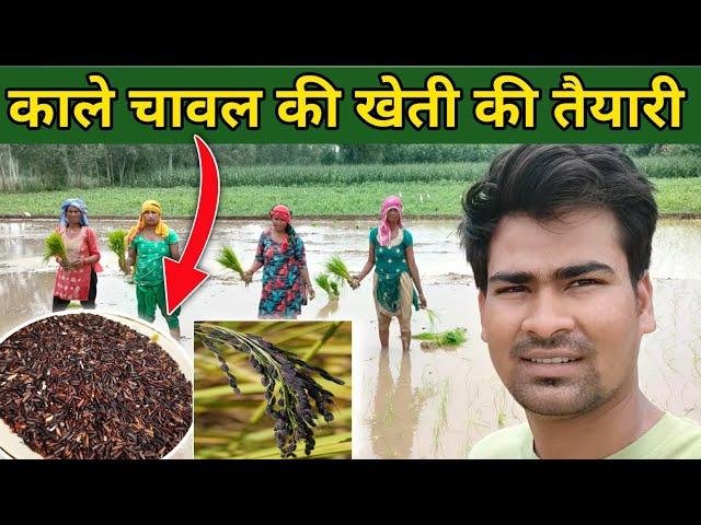 काले चावल की खेती को कैसे तैयार करें | India’s best quality Black Rice Farming @KhetiKisan