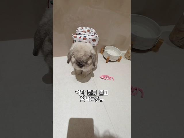 토끼 혼내고 걱정돼서 다시 가봤더니......