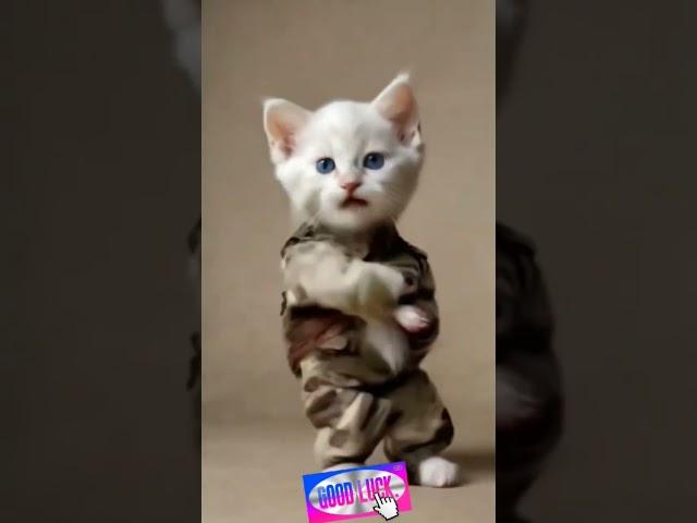 춤추는 고양이 cat dance #petdance #catlover