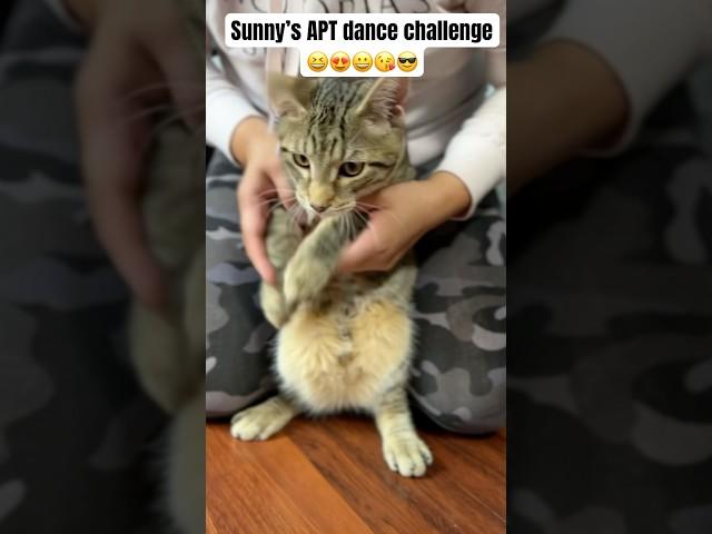 Sunny’s APT dance challenge (kitty version) #kitten #catlover #cat