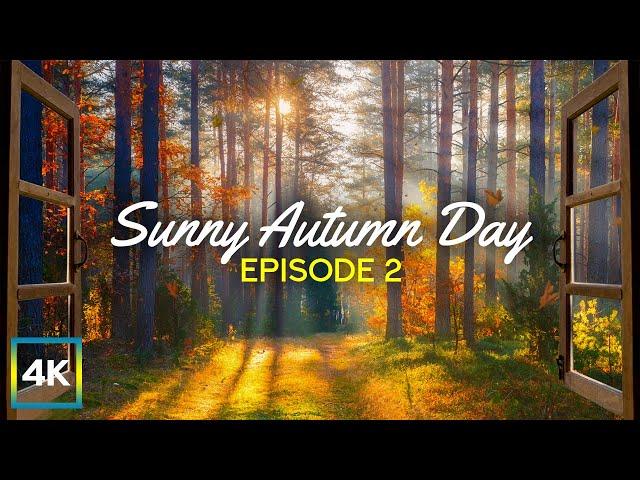 4K Peaceful Window View from a Forest House - Sunny Autumn Day - Relaxing Screensaver #2