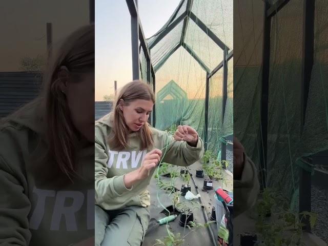 НЕ ИСПОЛЬЗУЙТЕ НАТУРАЛЬНЫЙ ШПАГАТ ДЛЯ ПОДВЯЗКИ ТОМАТОВ #нетипичныйфермер