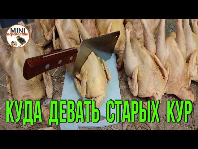 Куда девать старых кур несушек. Переработка.