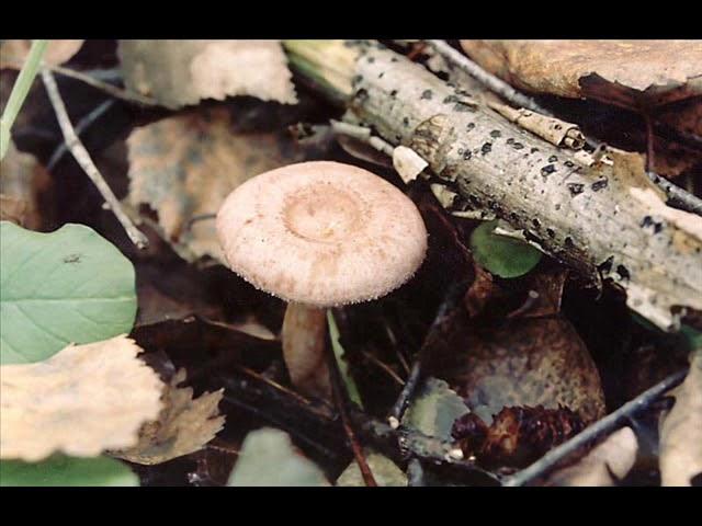 Lactarius spinosulus