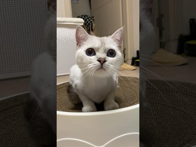 내눈에 너무 이뻐서 올리는 고양이 코코영상  Coco, a cat with pretty eyes. 眼睛漂亮的貓咪. 目がきれいな猫ココ. #너무이뻐서올리는영상 #바보