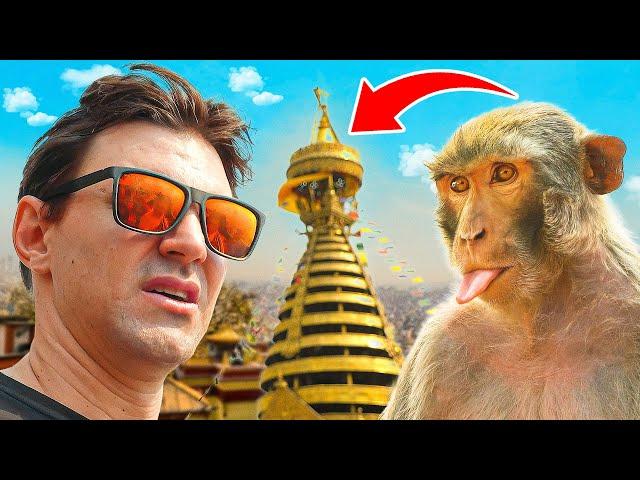 Meet the Monkeys of Swayambhu Temple