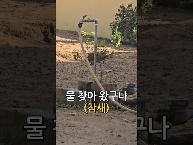 아프리카 참새. 물 찾아 왔구나.  #아프리카 #여름 #유튜버