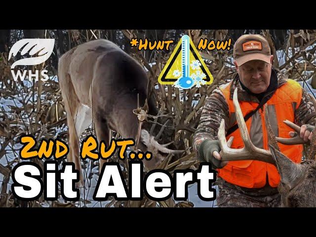 Awesome 2nd Rut Sit Alert | Are you ready?