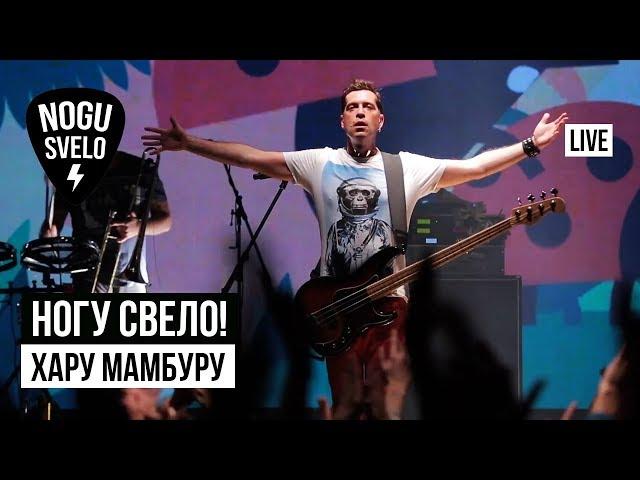 Ногу Свело! - Хару Мамбуру (Live)