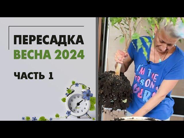 Пересадки весна 2024 часть 1. Озеленение спальни. Пересаживаем фикус, папоротники и аглаонемы