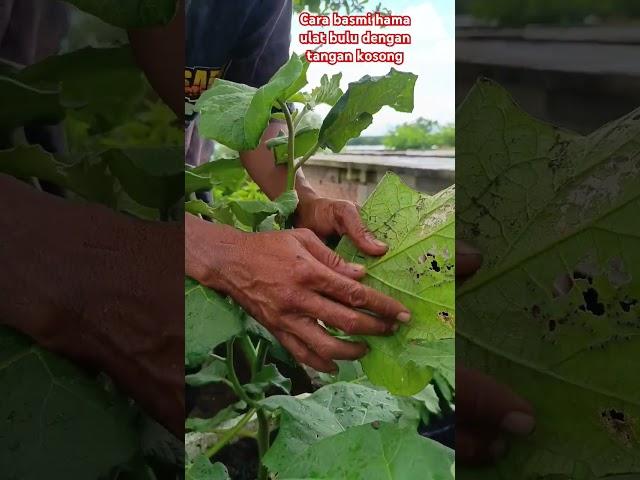 basmi hama #shorst #caramerawattanaman #bonsai #farming #berkebun #fypyoutube