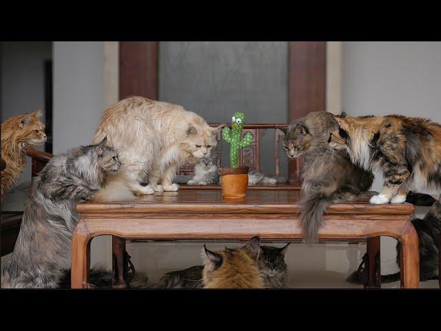 Maine Coon cats vs Cactus.