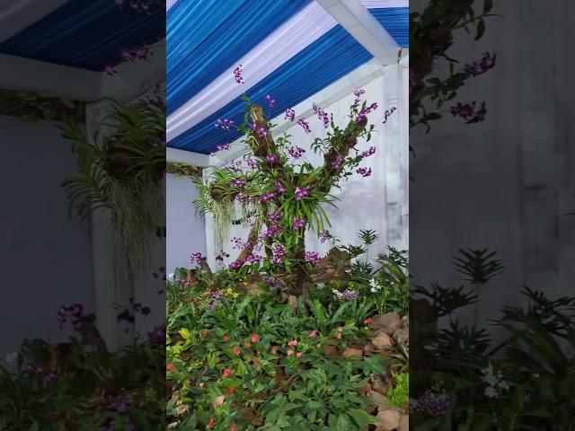 orchid and fern display at flower show 2023, Bhubaneswar Odisha #econest  #orchid #fern #flowershow