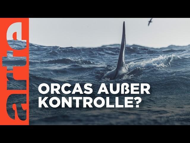 Achtung Orcas! Gefahr vor Gibraltar | Doku HD Reupload | ARTE