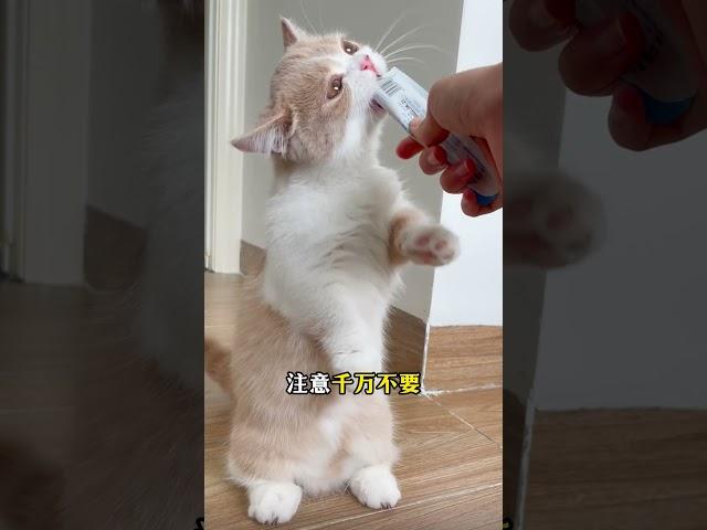 训猫秘籍：4步让猫咪秒记名字 #新手养猫 #养猫经验分享 #养猫攻略 #养猫知识 #cat #貓咪日常 #貓咪 #科学养猫 #猫咪行为学