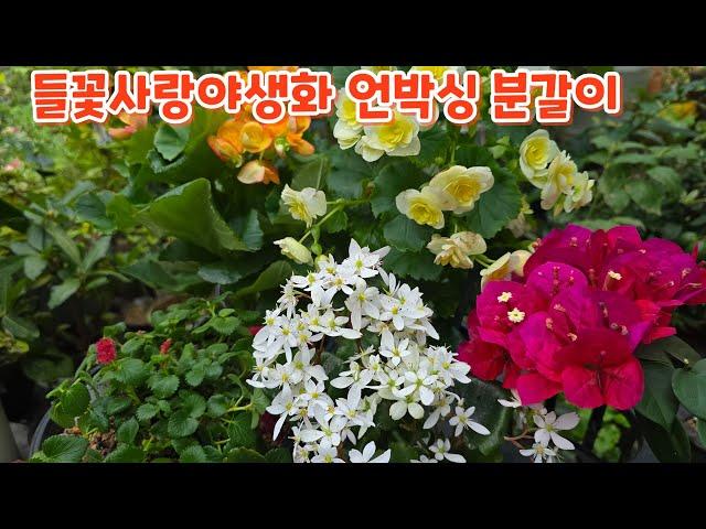 #대문자초 #베고니아 #부겐베리아 #여우꼬리 들꽃사랑야생화 언박싱