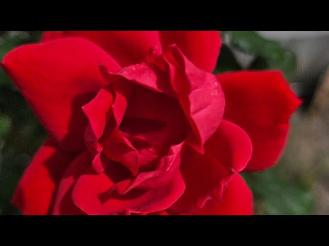 Life is Hard by Matthew Strickland