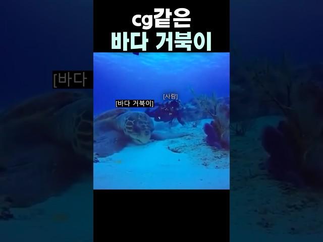 실제 바다 거북이를 보면
