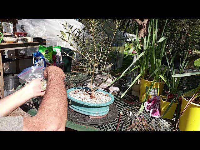black olive Nursery stock repot and prune