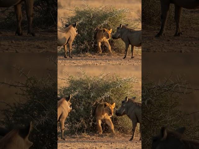 Lion Cub in Danger! Warthogs Stand Guard Over Prey!! #lioncub #warthog #animals #nature